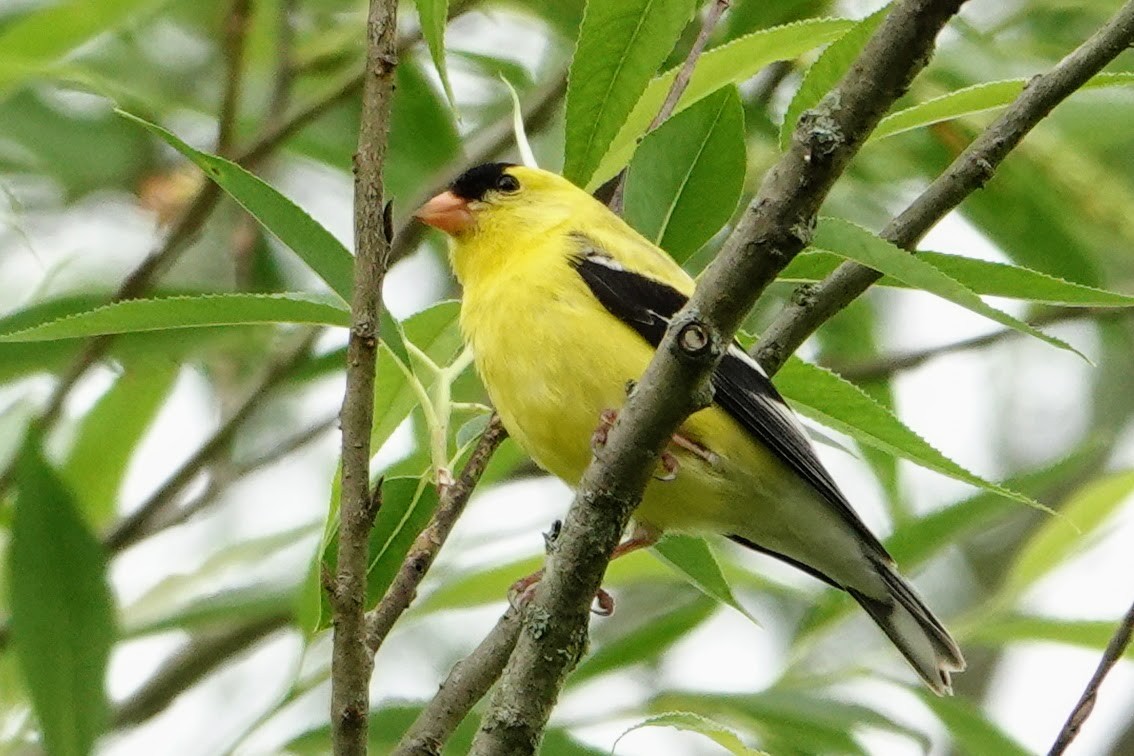 American Goldfinch - Linda Hamp