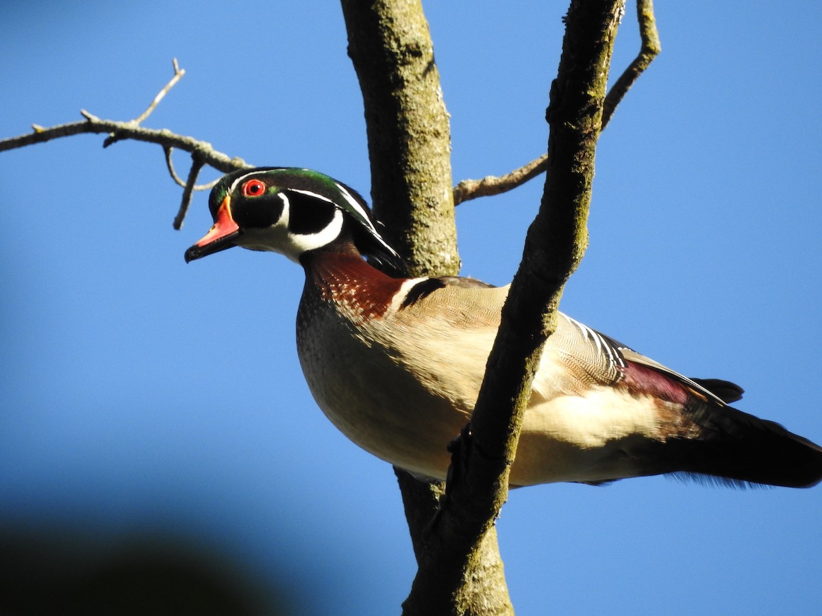 Wood Duck - Mary & Bob Pratt