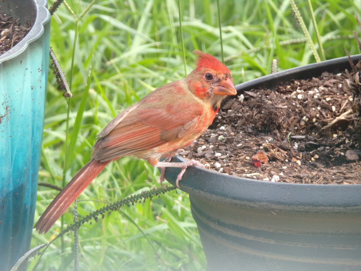 Northern Cardinal - Texas Bird Family