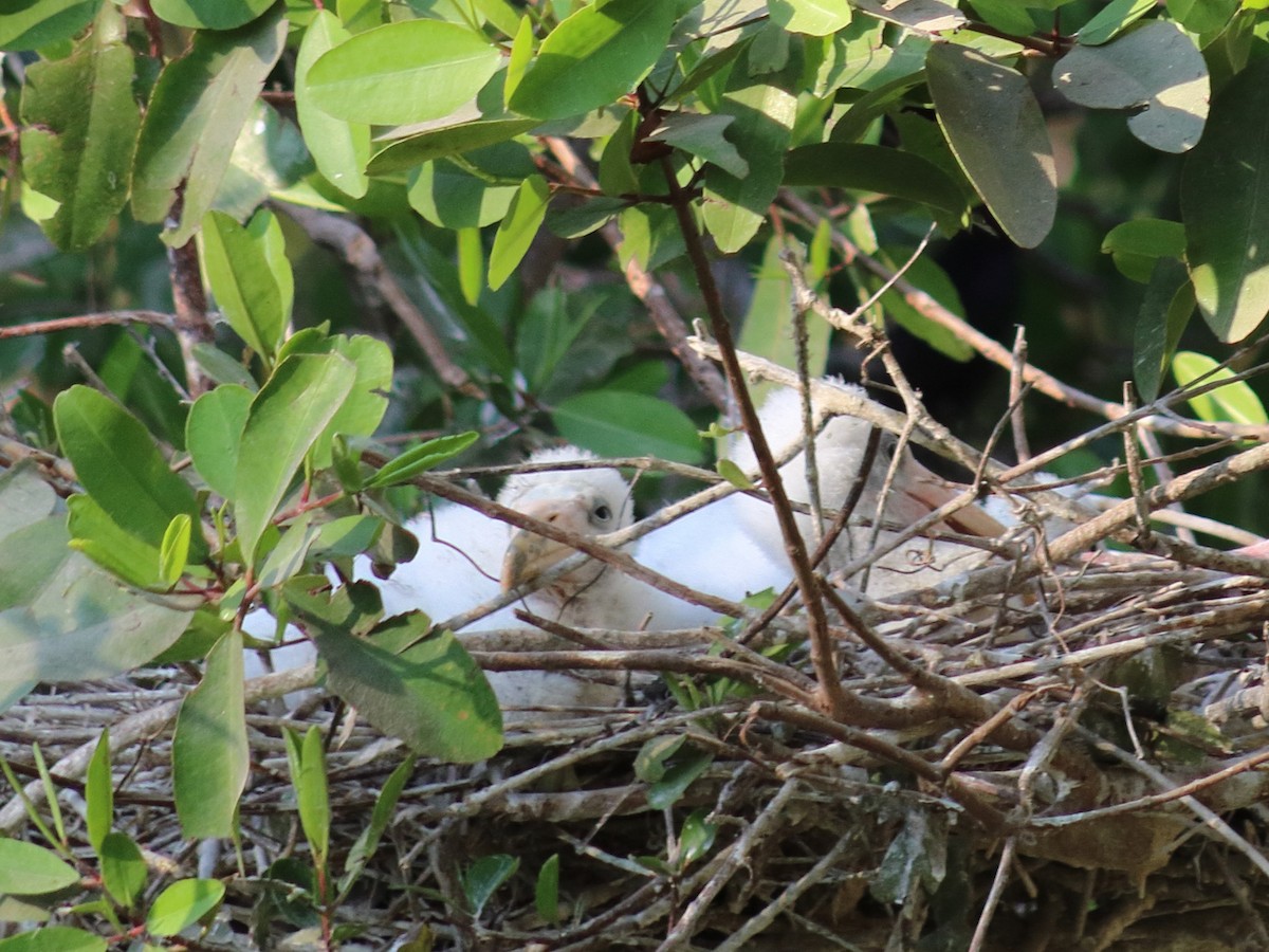 Wood Stork - ML619492797