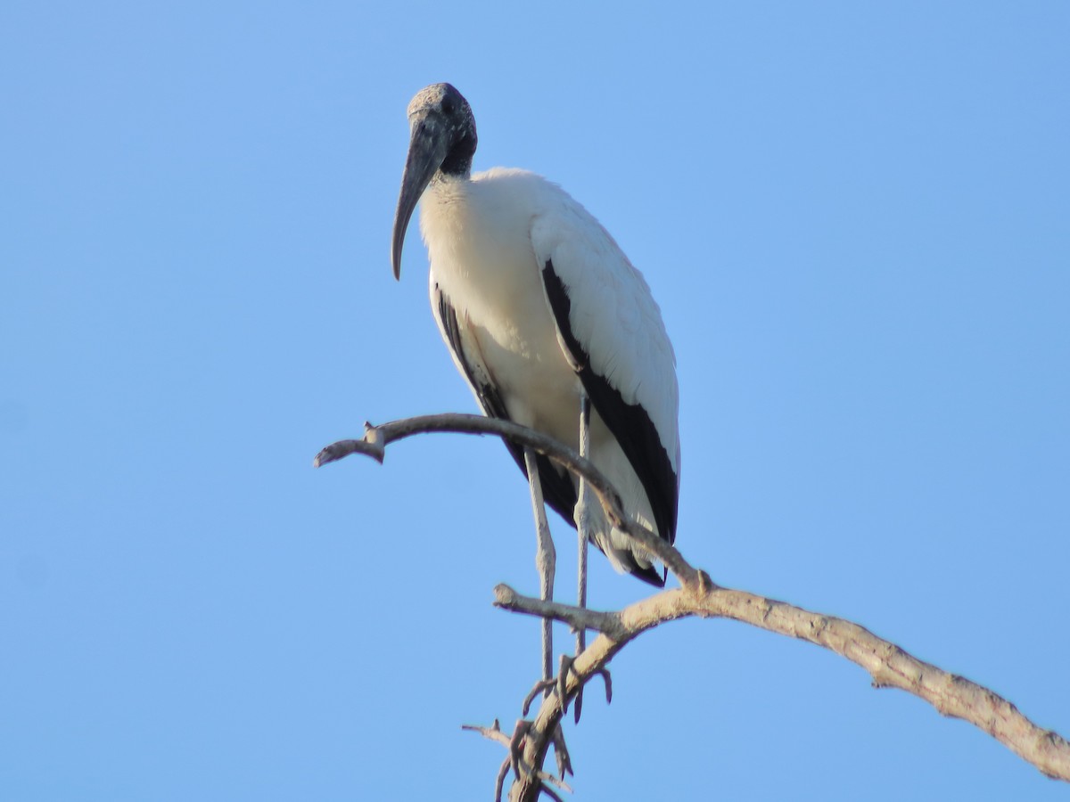 Wood Stork - ML619492798