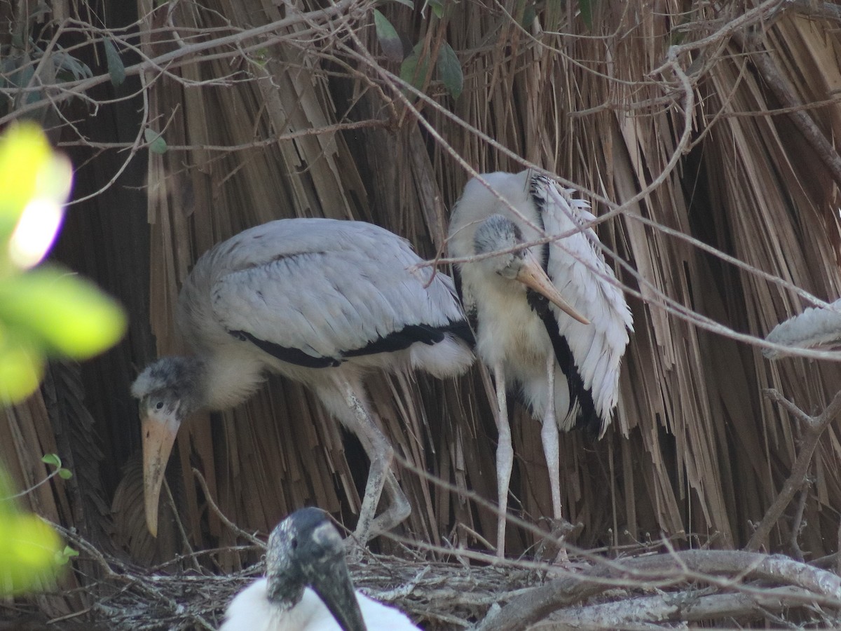 Wood Stork - Adrian Gonzalez