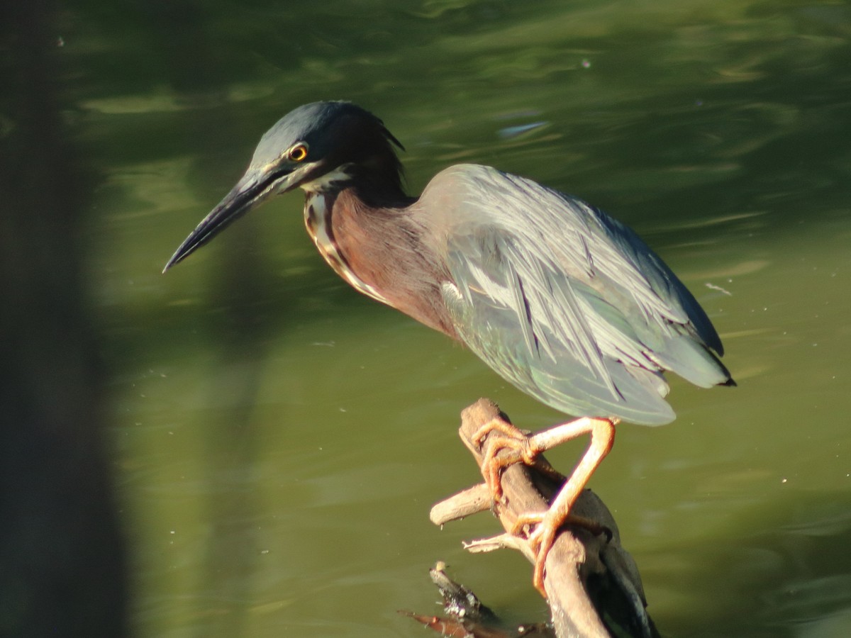 Green Heron - Adrian Gonzalez