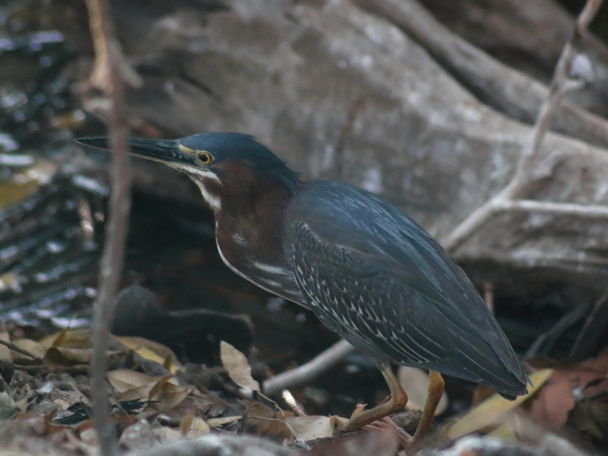 Green Heron - Adrian Gonzalez