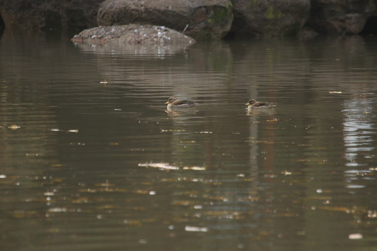 Yellow-billed Teal - Darwin Moreno