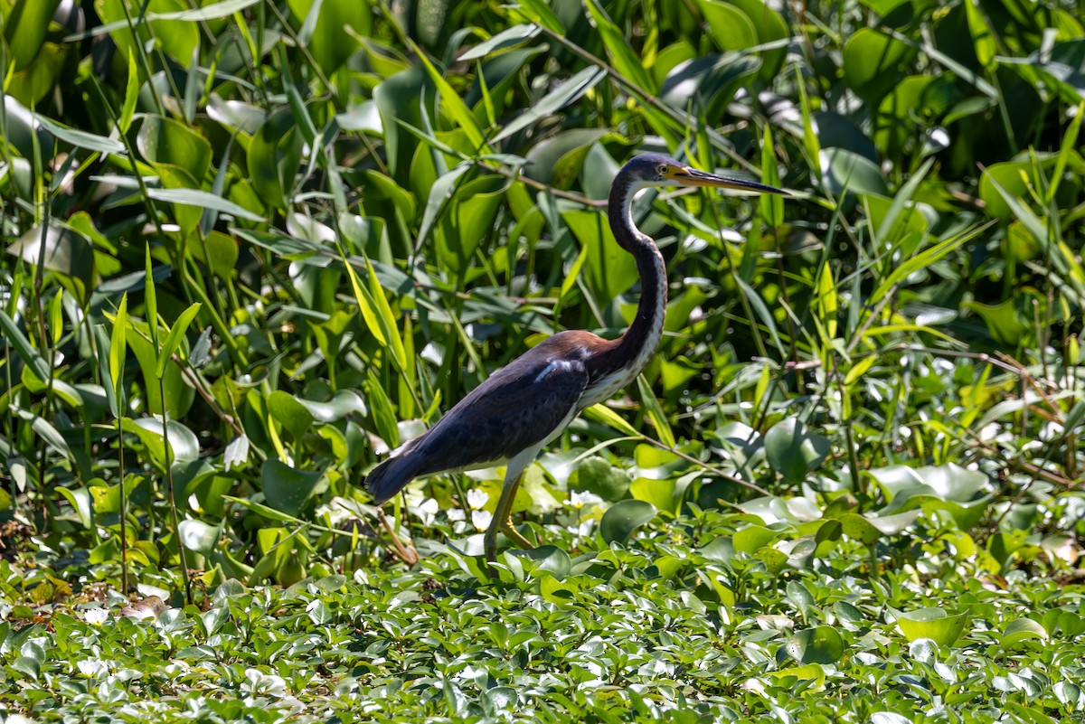 Tricolored Heron - Mason Flint