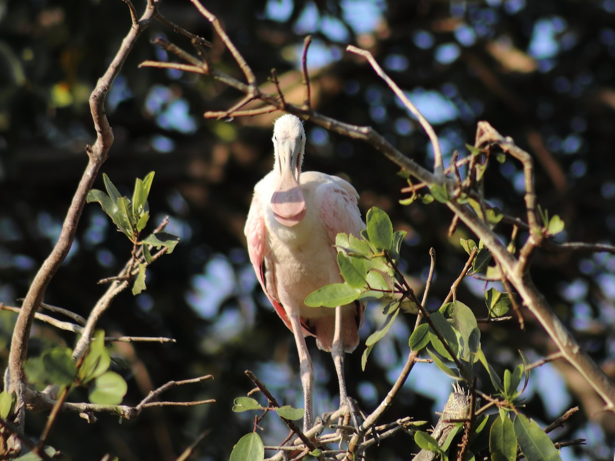 Roseate Spoonbill - Adrian Gonzalez