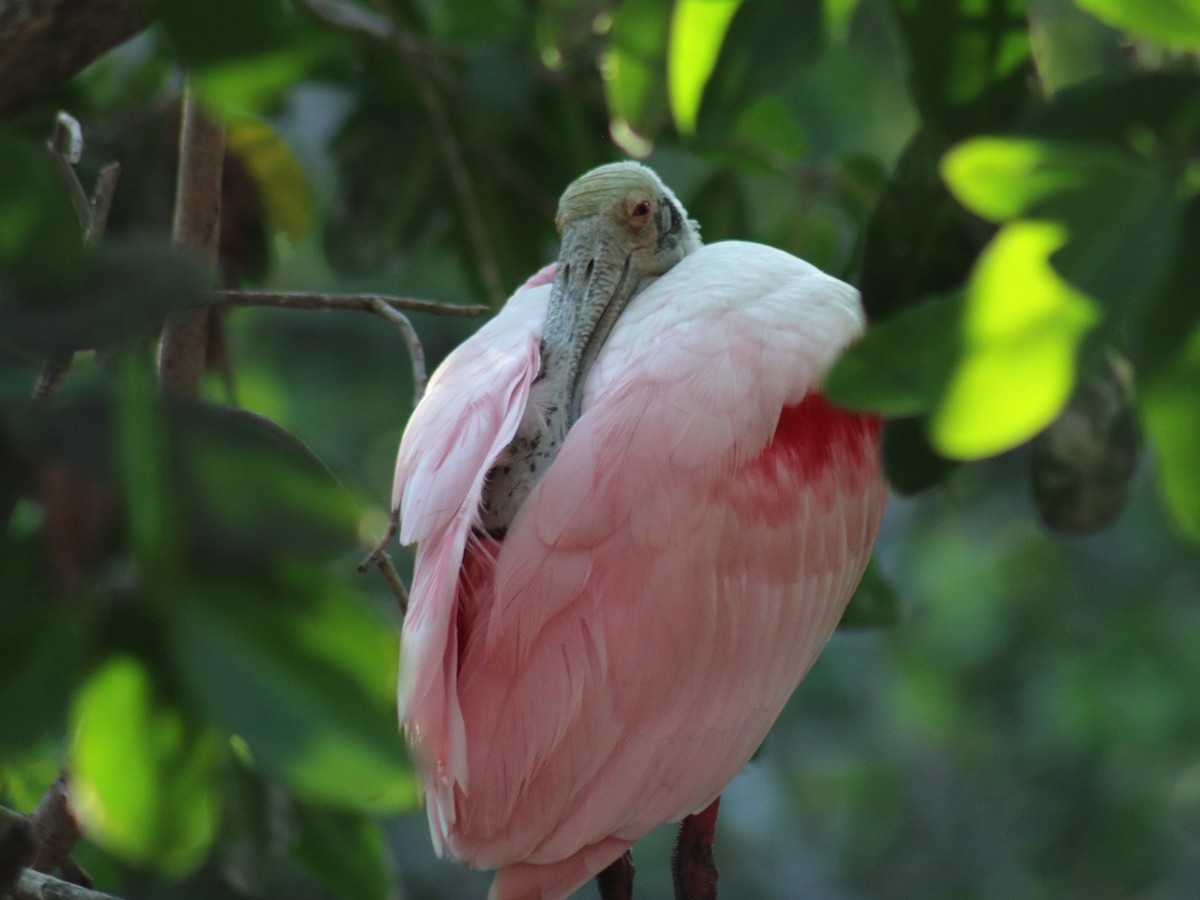 Roseate Spoonbill - Adrian Gonzalez