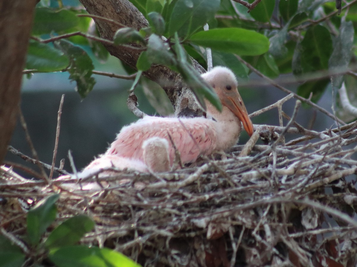 Roseate Spoonbill - Adrian Gonzalez