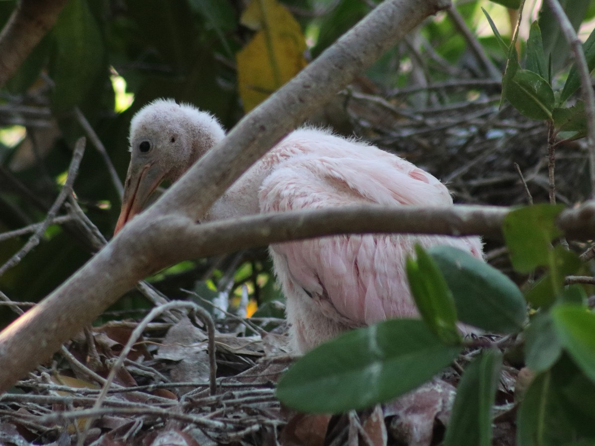 Roseate Spoonbill - Adrian Gonzalez