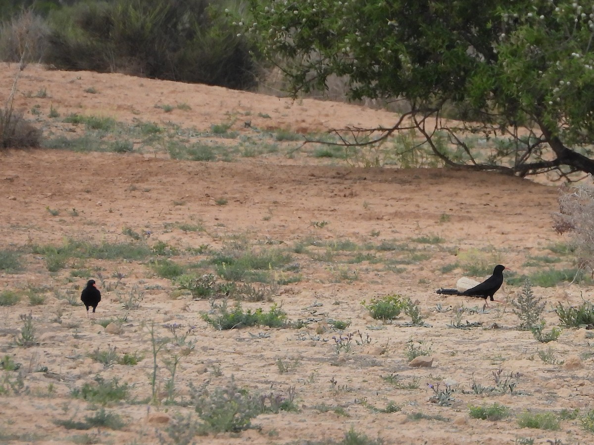 Red-billed Chough - Ricardo Moral