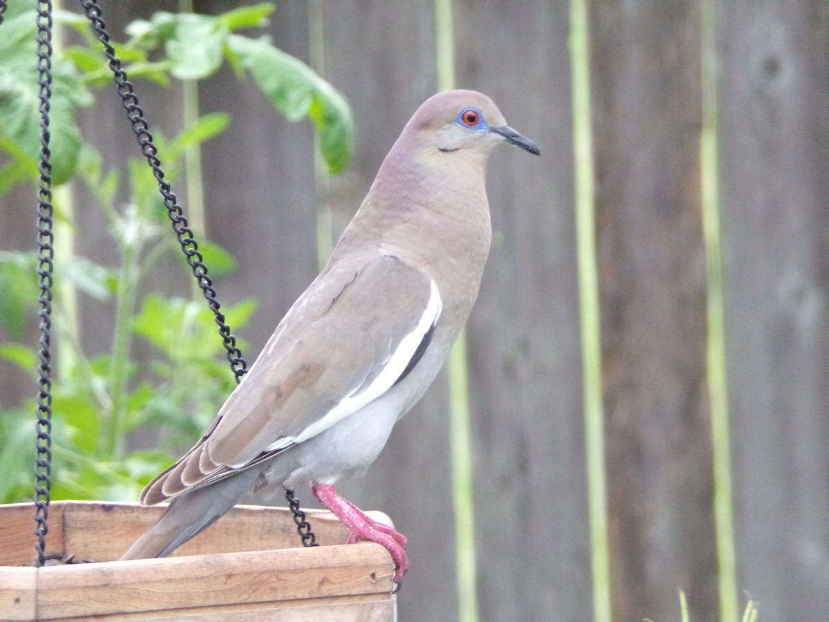 White-winged Dove - Texas Bird Family