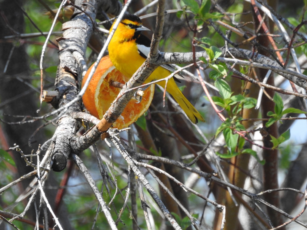 Bullock's Oriole - Patrick Gearin