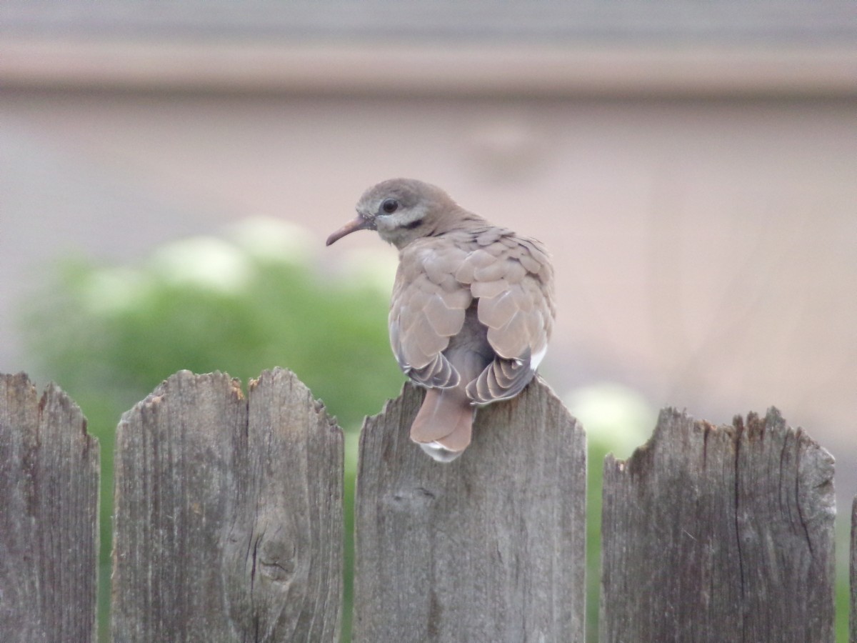 White-winged Dove - Texas Bird Family