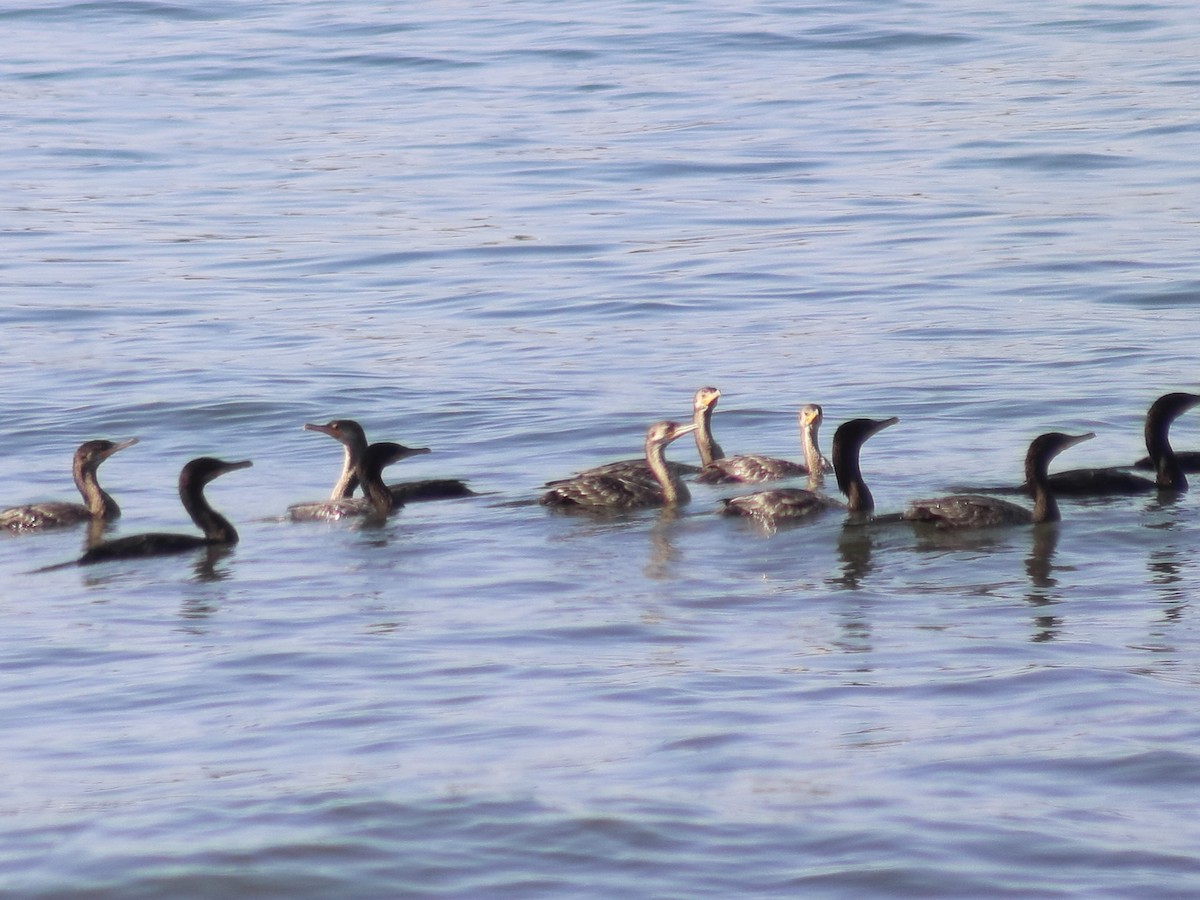 Neotropic Cormorant - Adrian Gonzalez