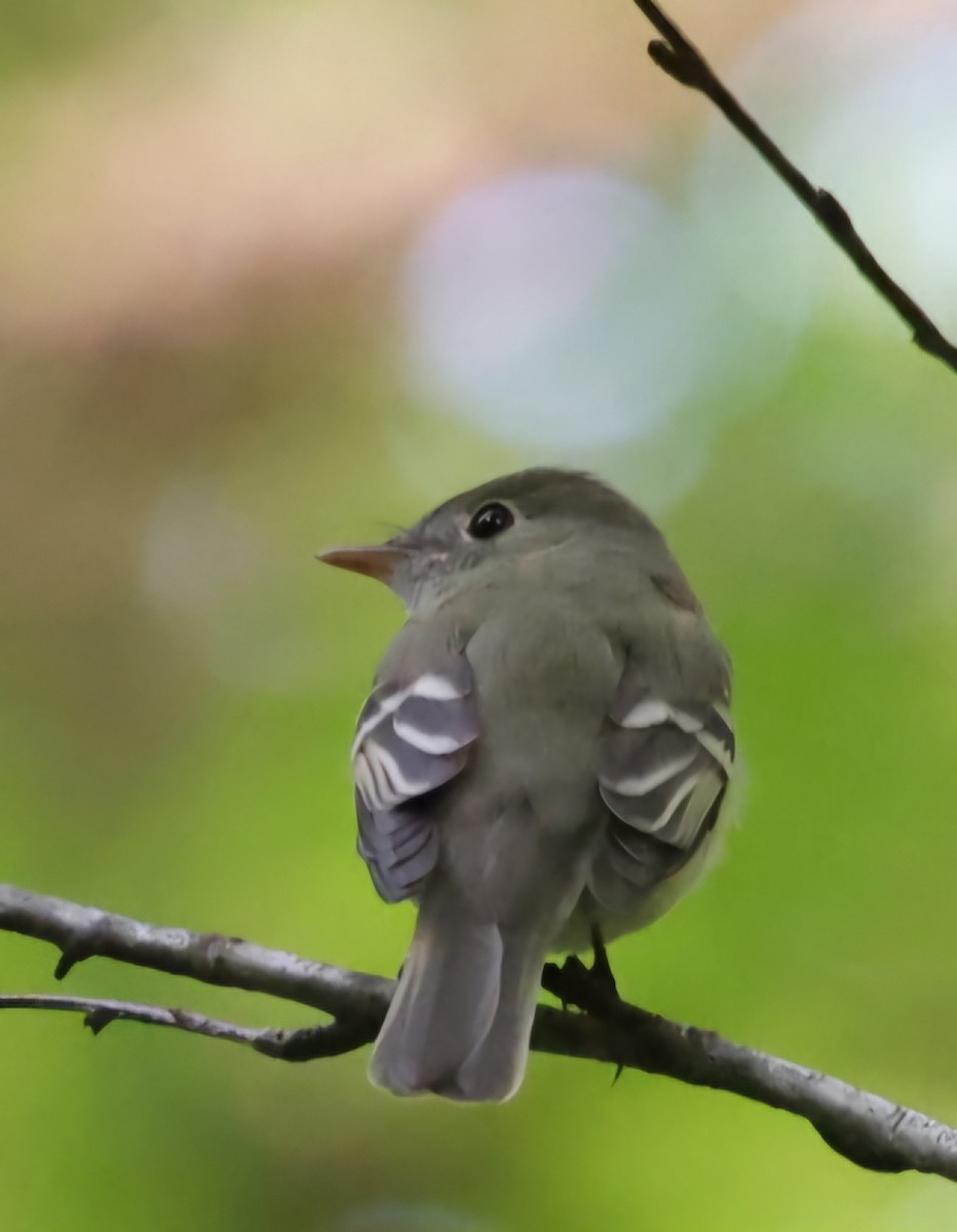 Acadian Flycatcher - David Funke