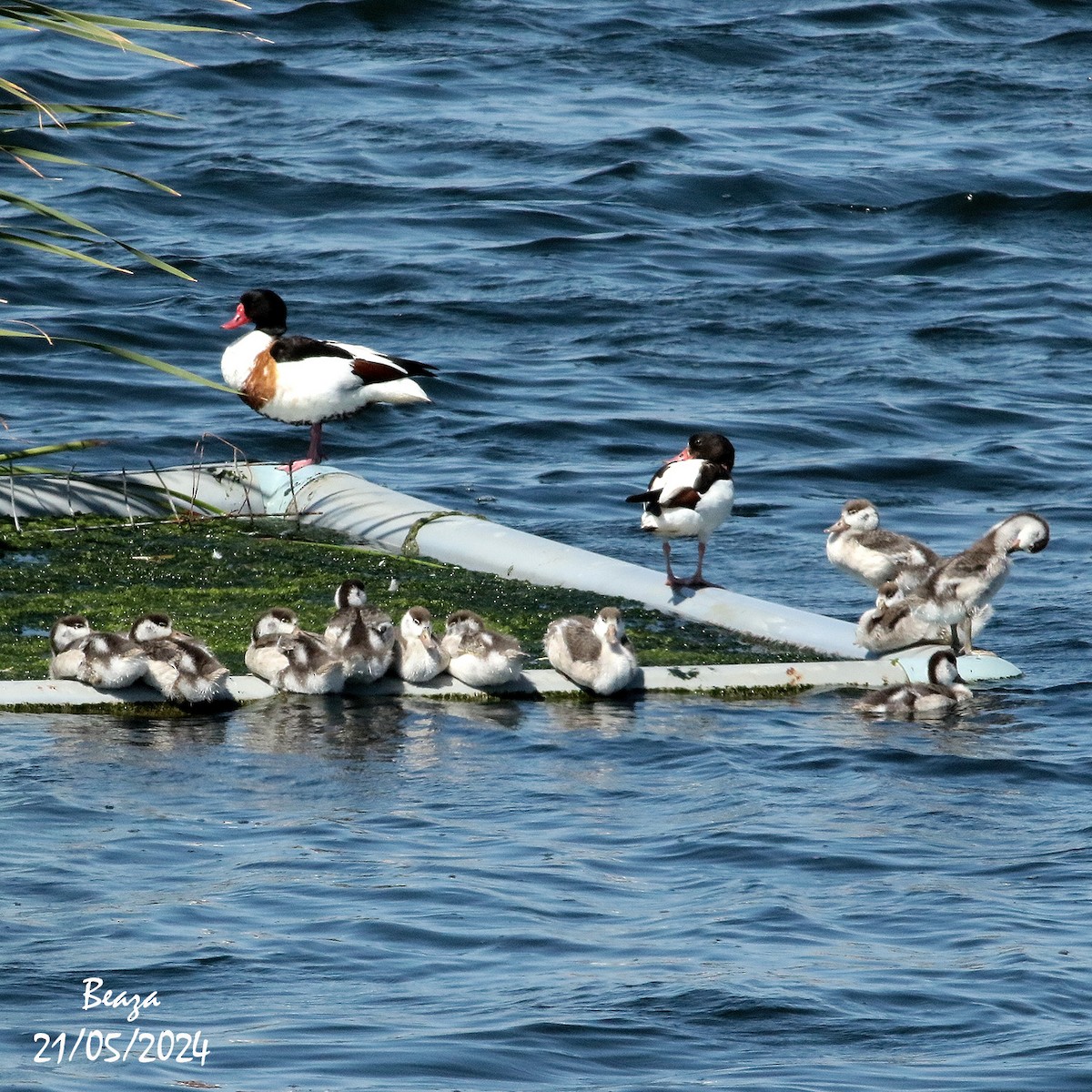 Common Shelduck - Antonio Fernández-Caro Gómez