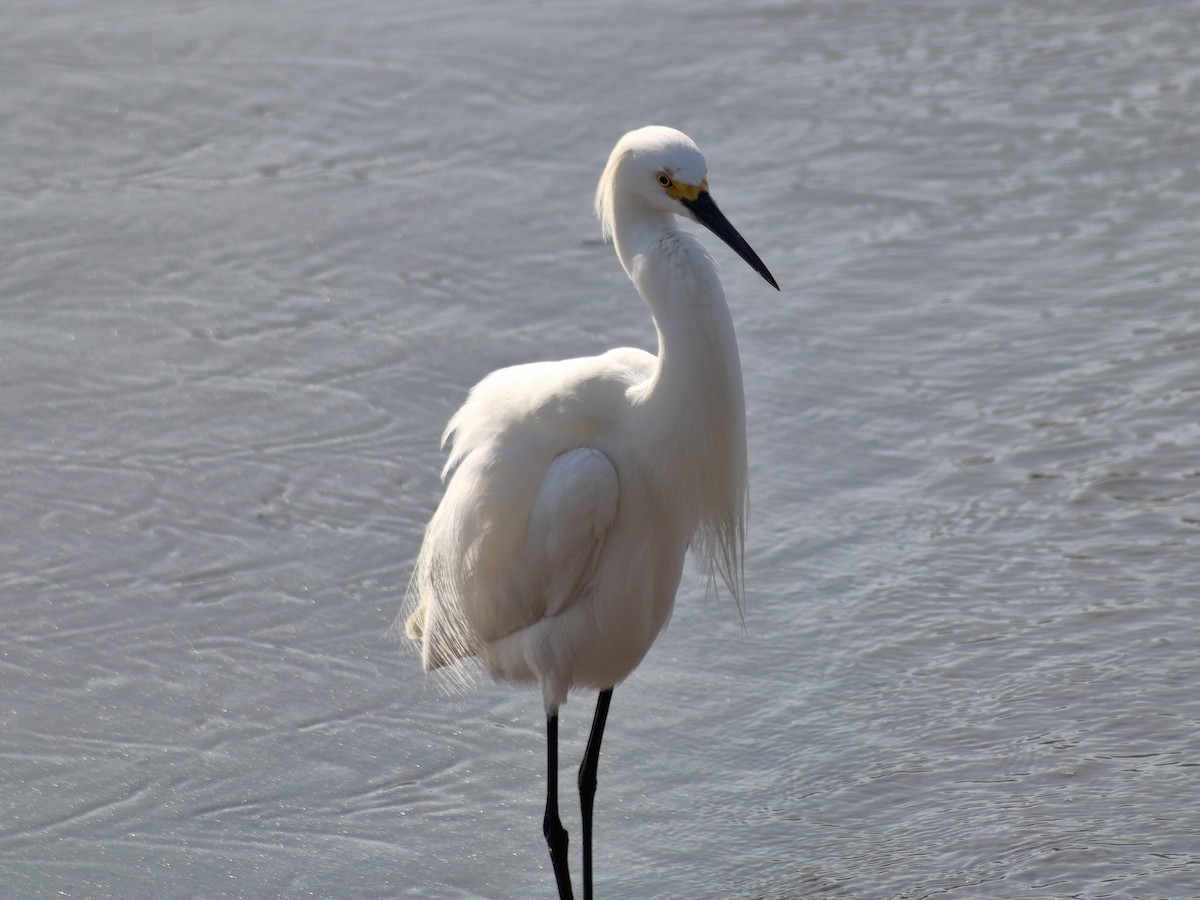 Aigrette neigeuse - ML619492834