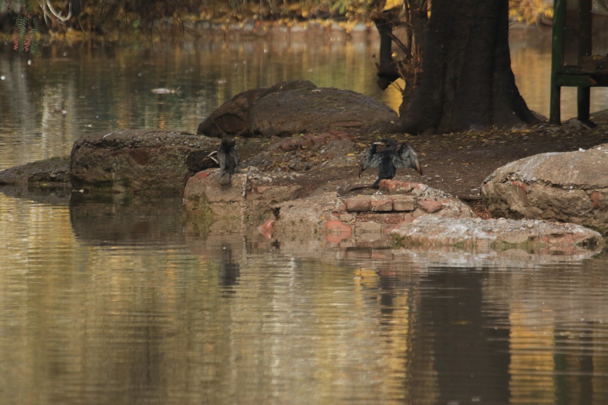 Neotropic Cormorant - Darwin Moreno