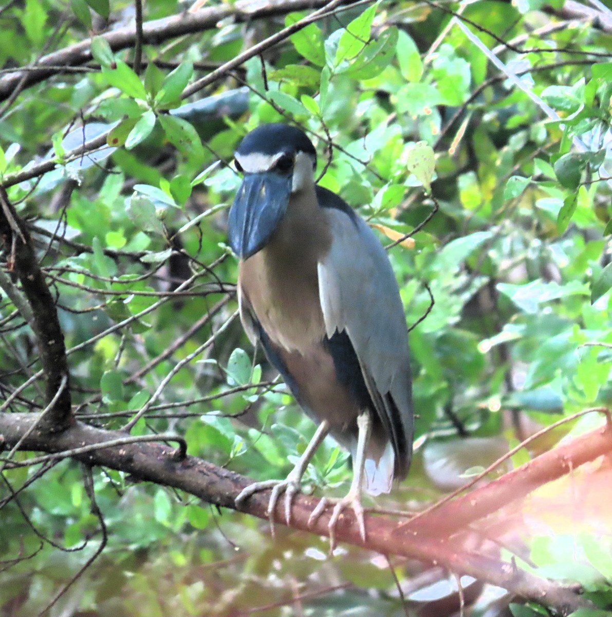 Boat-billed Heron - ML619492838