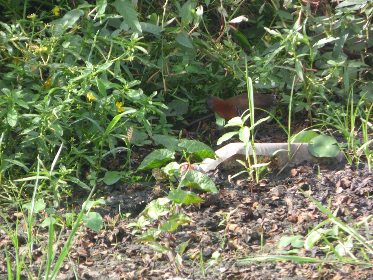 White-throated Crake - jesus fernandez