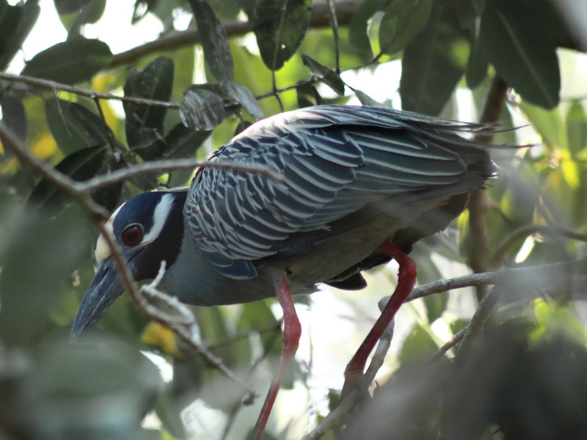 Yellow-crowned Night Heron - Adrian Gonzalez