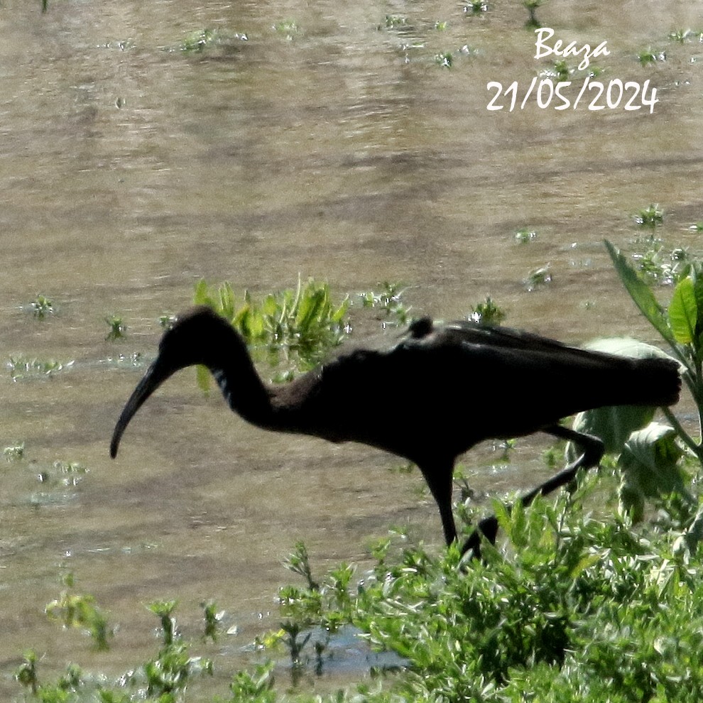 Glossy Ibis - Antonio Fernández-Caro Gómez