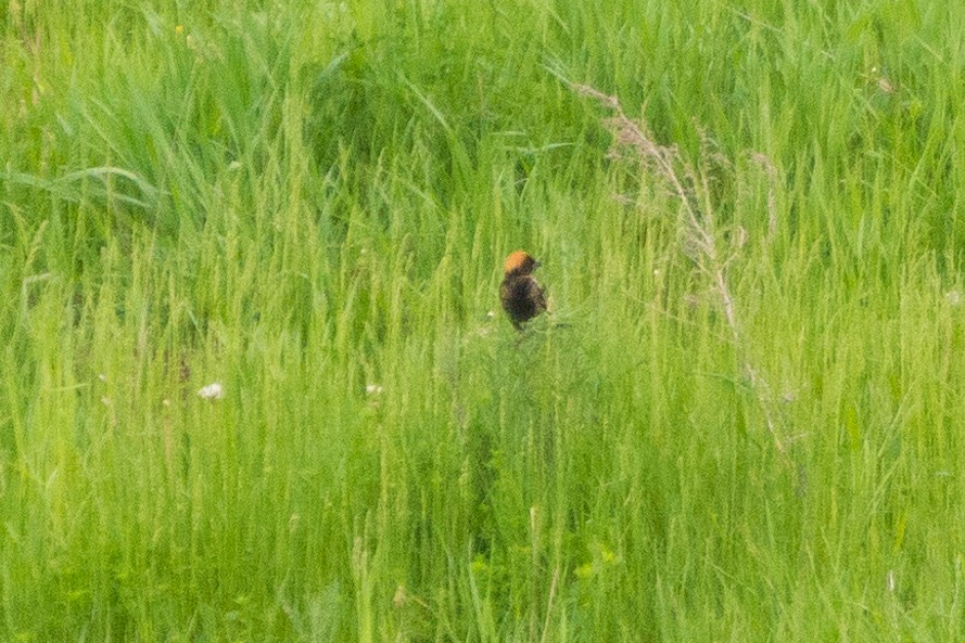 Bobolink - Jason Hedlund