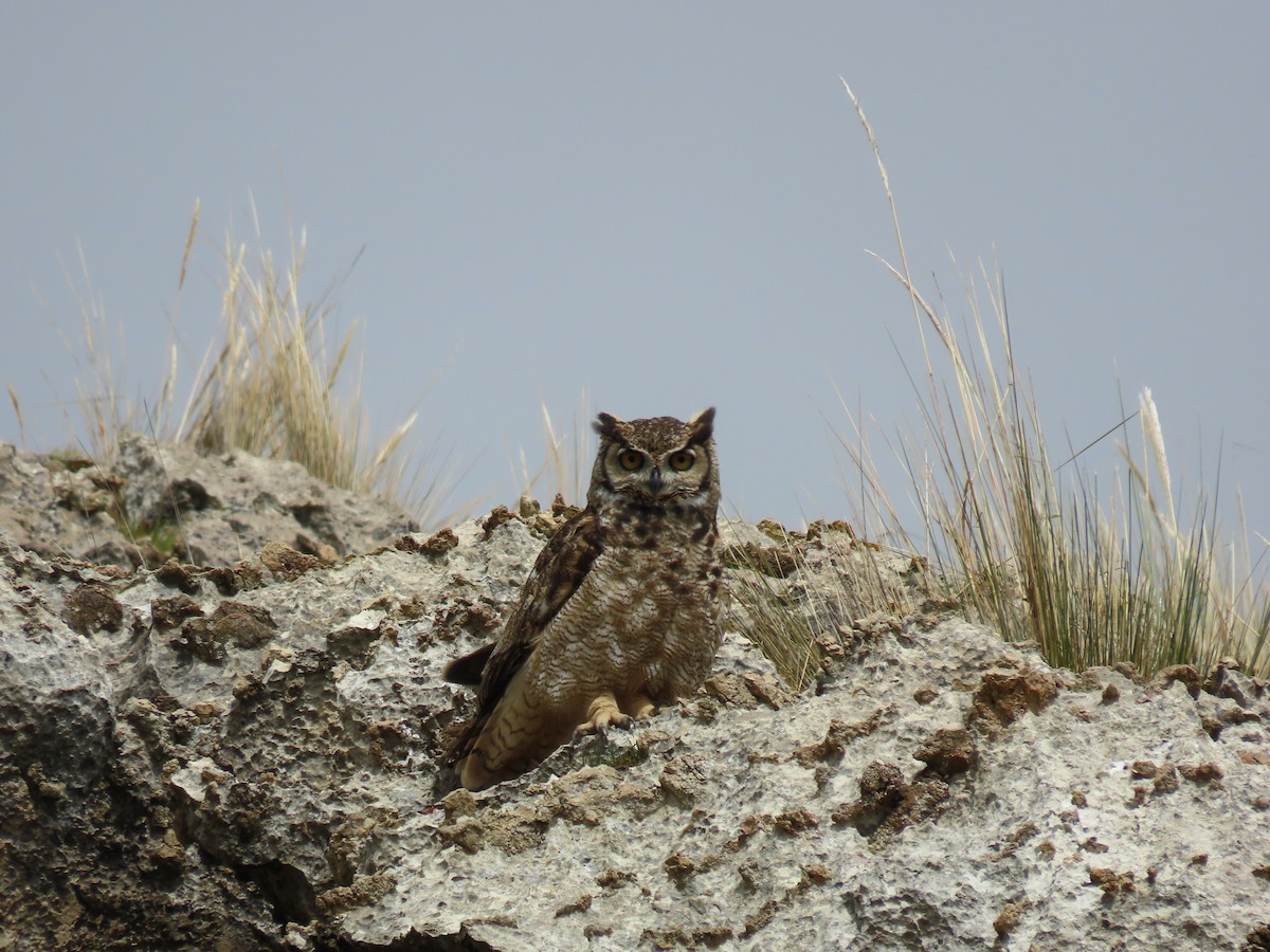 Lesser Horned Owl - Luis Teixeira
