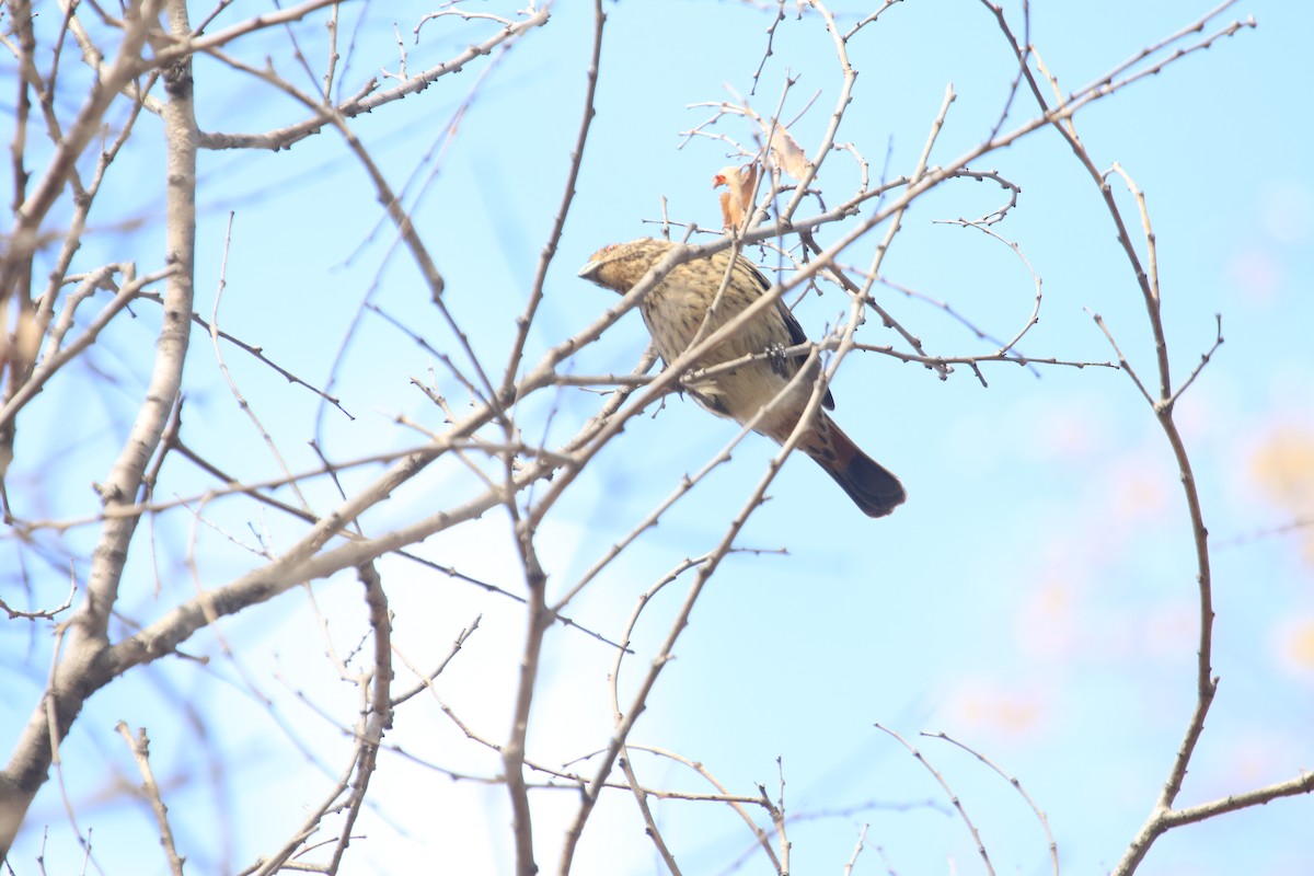 Rufous-tailed Plantcutter - Darwin Moreno