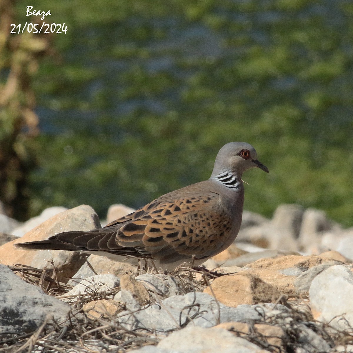 European Turtle-Dove - Antonio Fernández-Caro Gómez