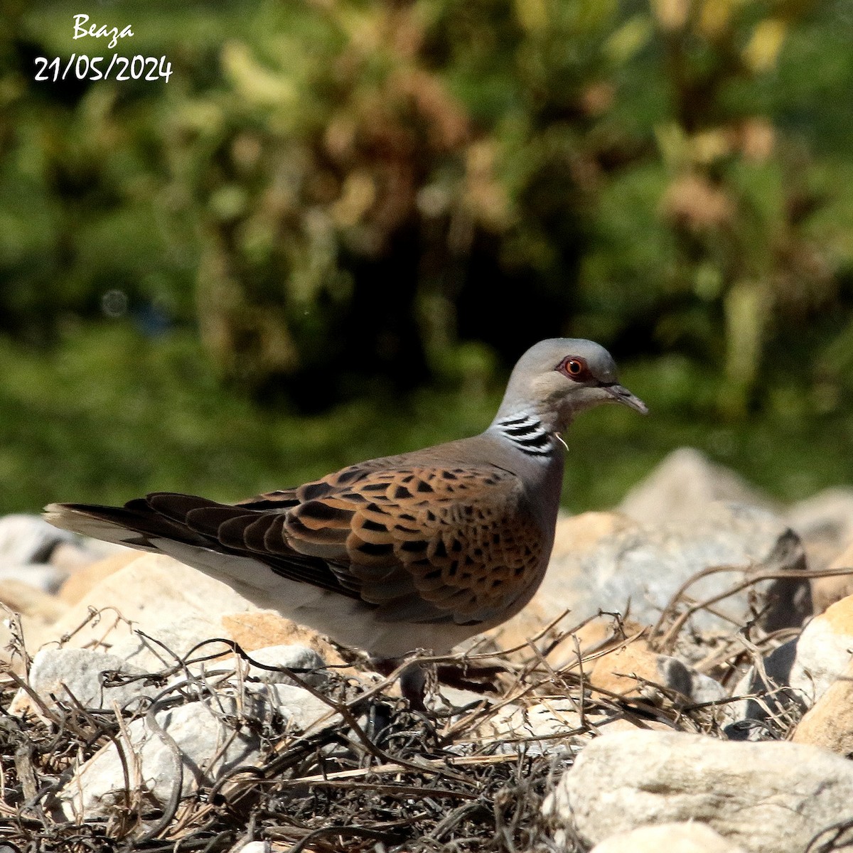 European Turtle-Dove - Antonio Fernández-Caro Gómez