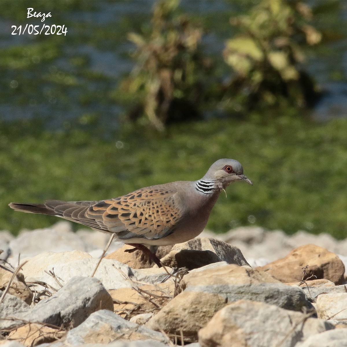 European Turtle-Dove - Antonio Fernández-Caro Gómez