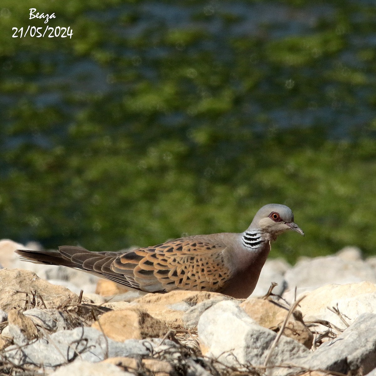 European Turtle-Dove - Antonio Fernández-Caro Gómez