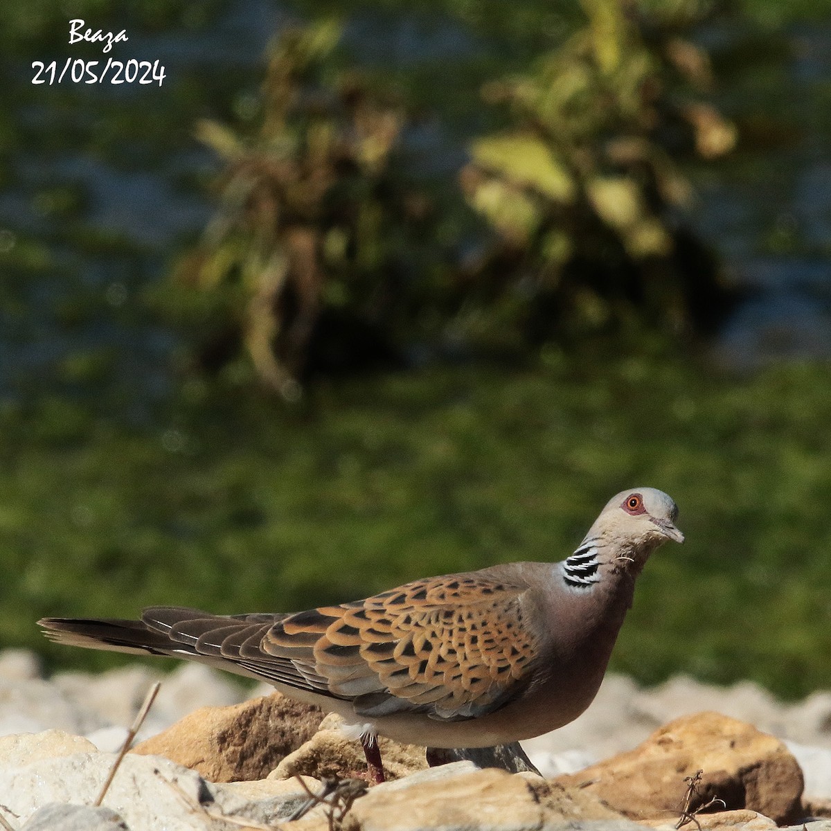 European Turtle-Dove - Antonio Fernández-Caro Gómez