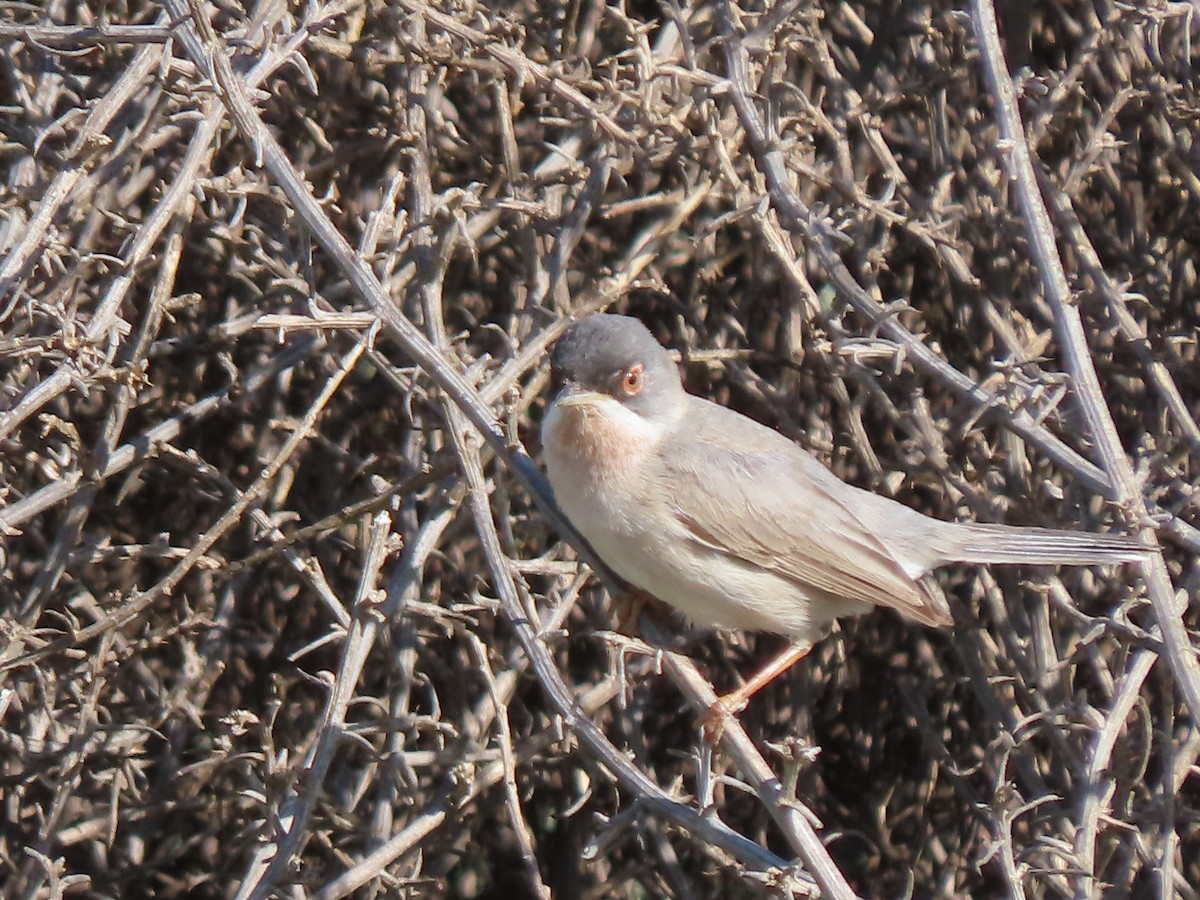 Menetries's Warbler - Doug Kibbe