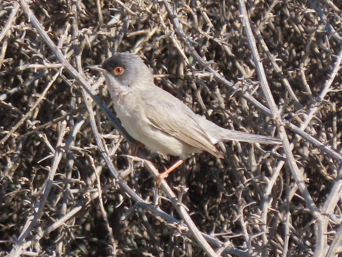 Menetries's Warbler - Doug Kibbe