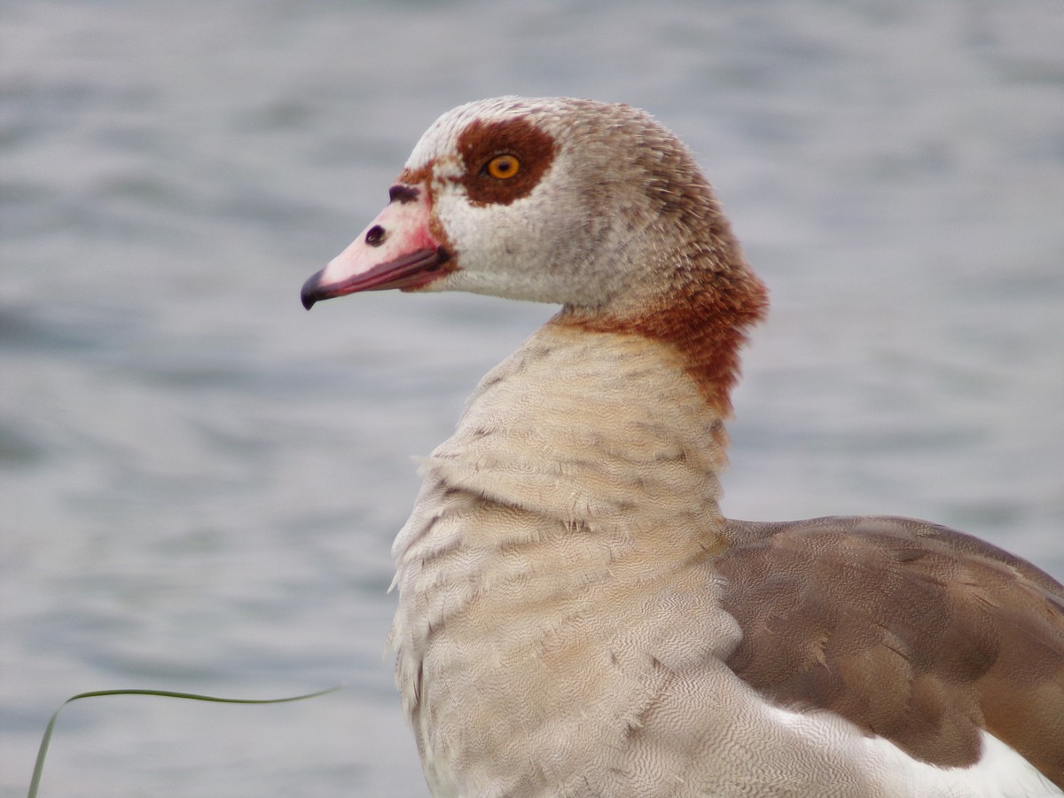 Egyptian Goose - Texas Bird Family