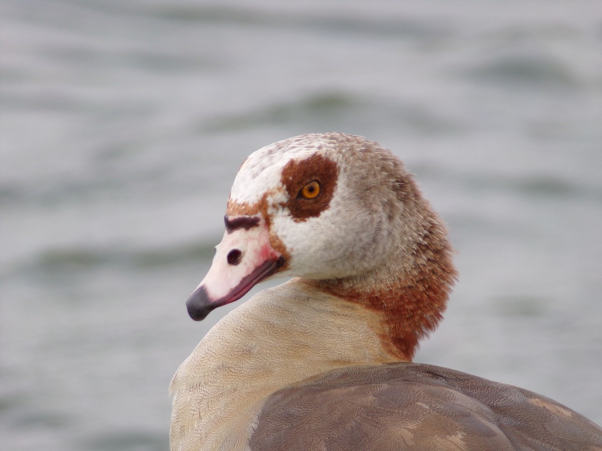 Egyptian Goose - Texas Bird Family