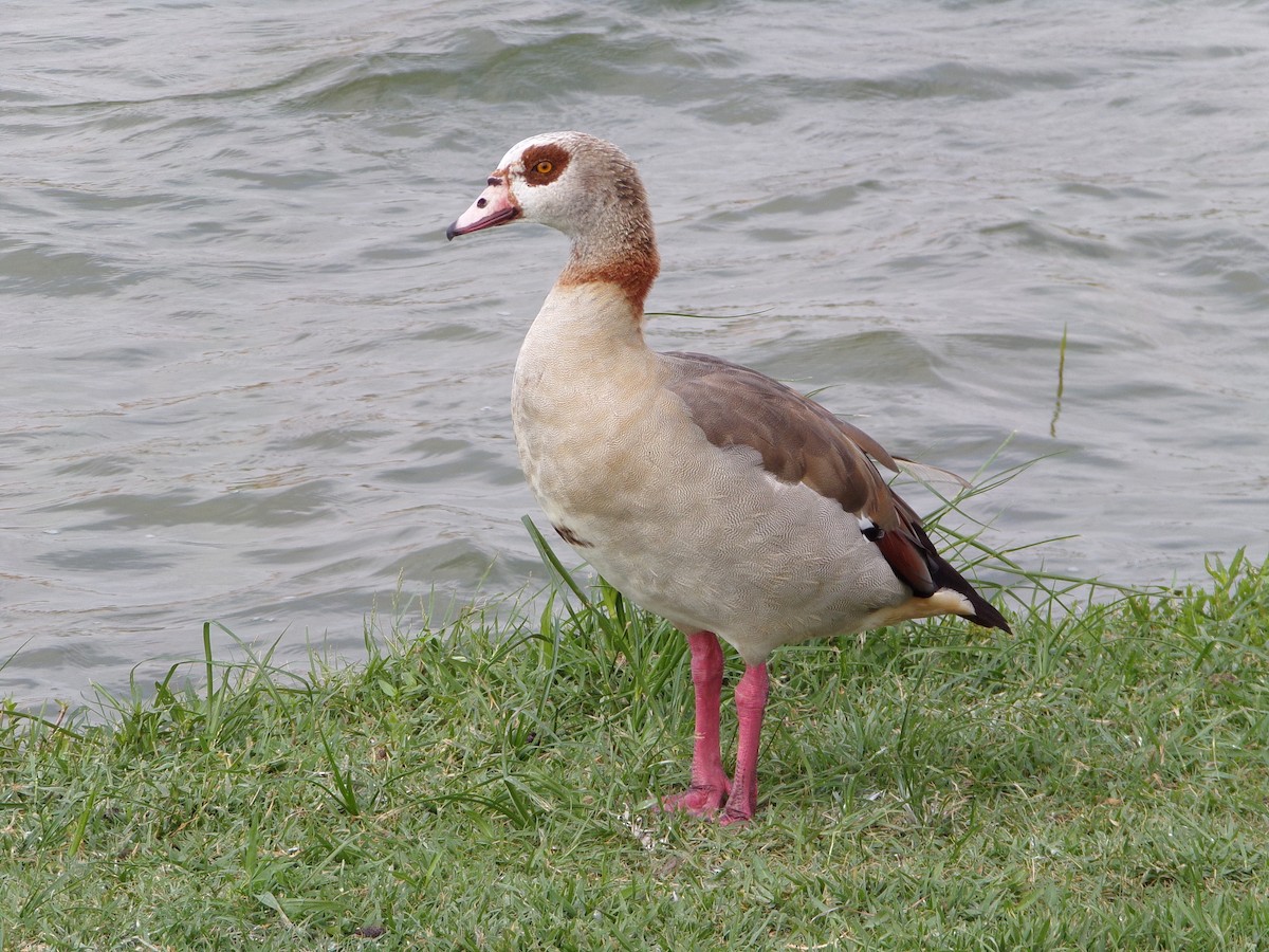 Egyptian Goose - Texas Bird Family