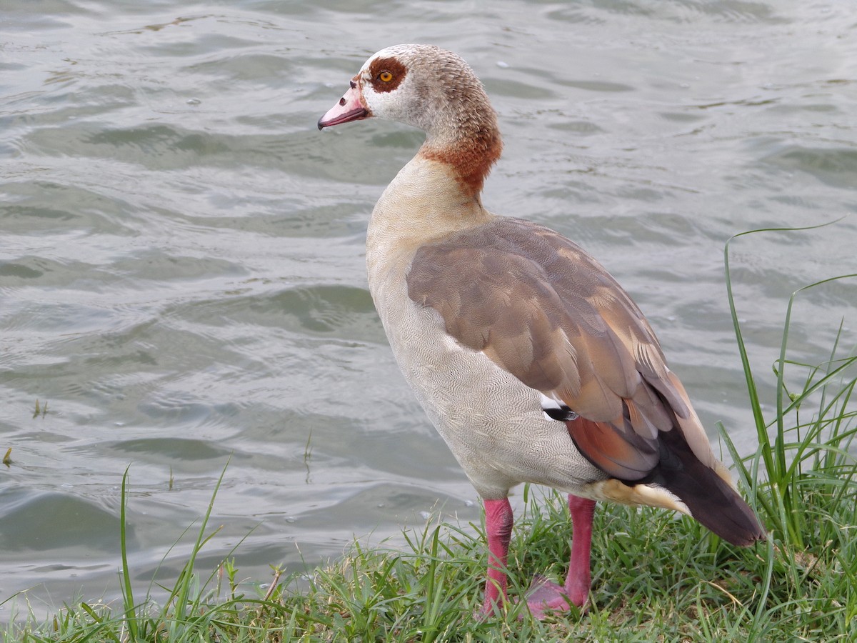 Egyptian Goose - Texas Bird Family