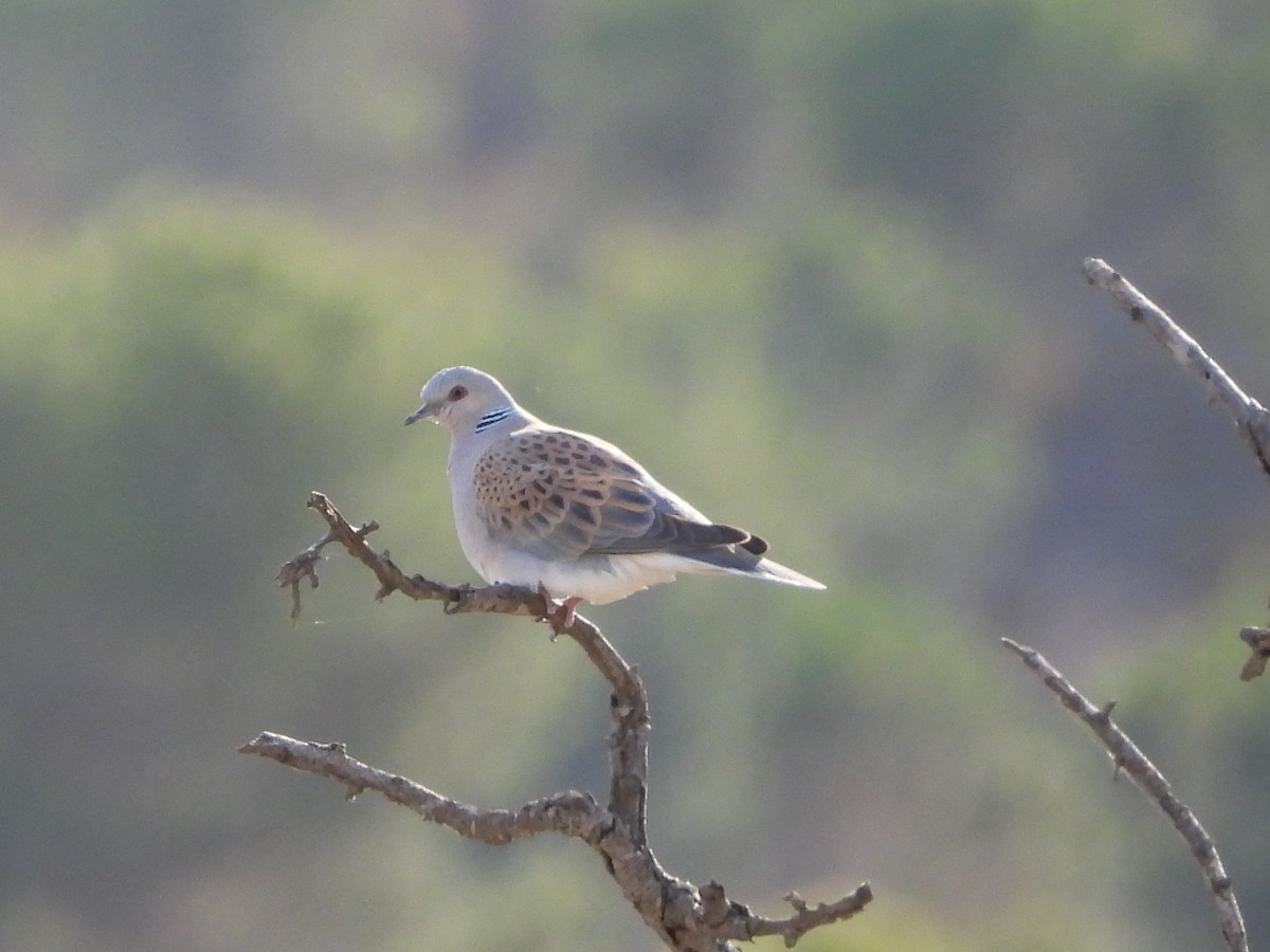 European Turtle-Dove - Ricardo Moral