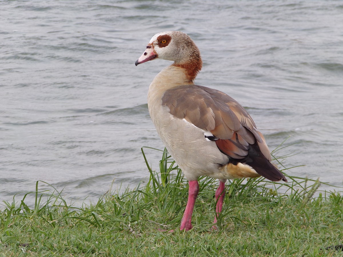 Egyptian Goose - Texas Bird Family