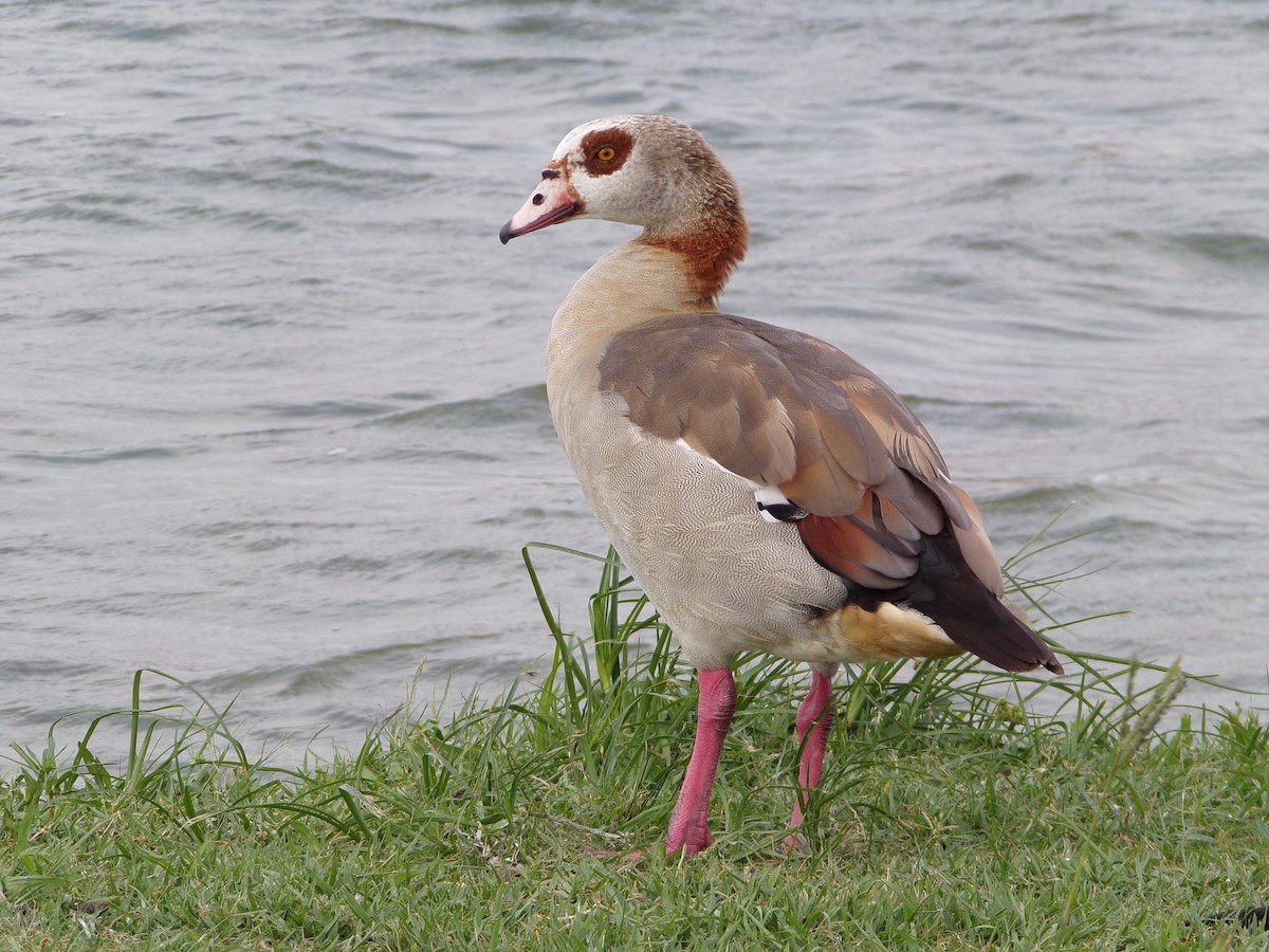 Egyptian Goose - ML619492884