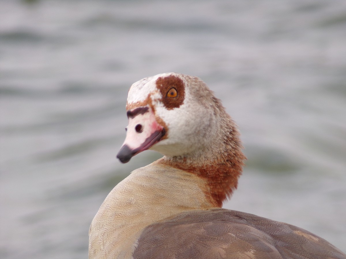 Egyptian Goose - Texas Bird Family