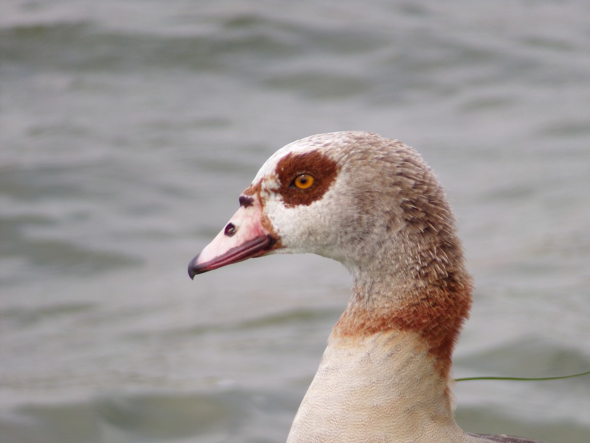 Egyptian Goose - Texas Bird Family