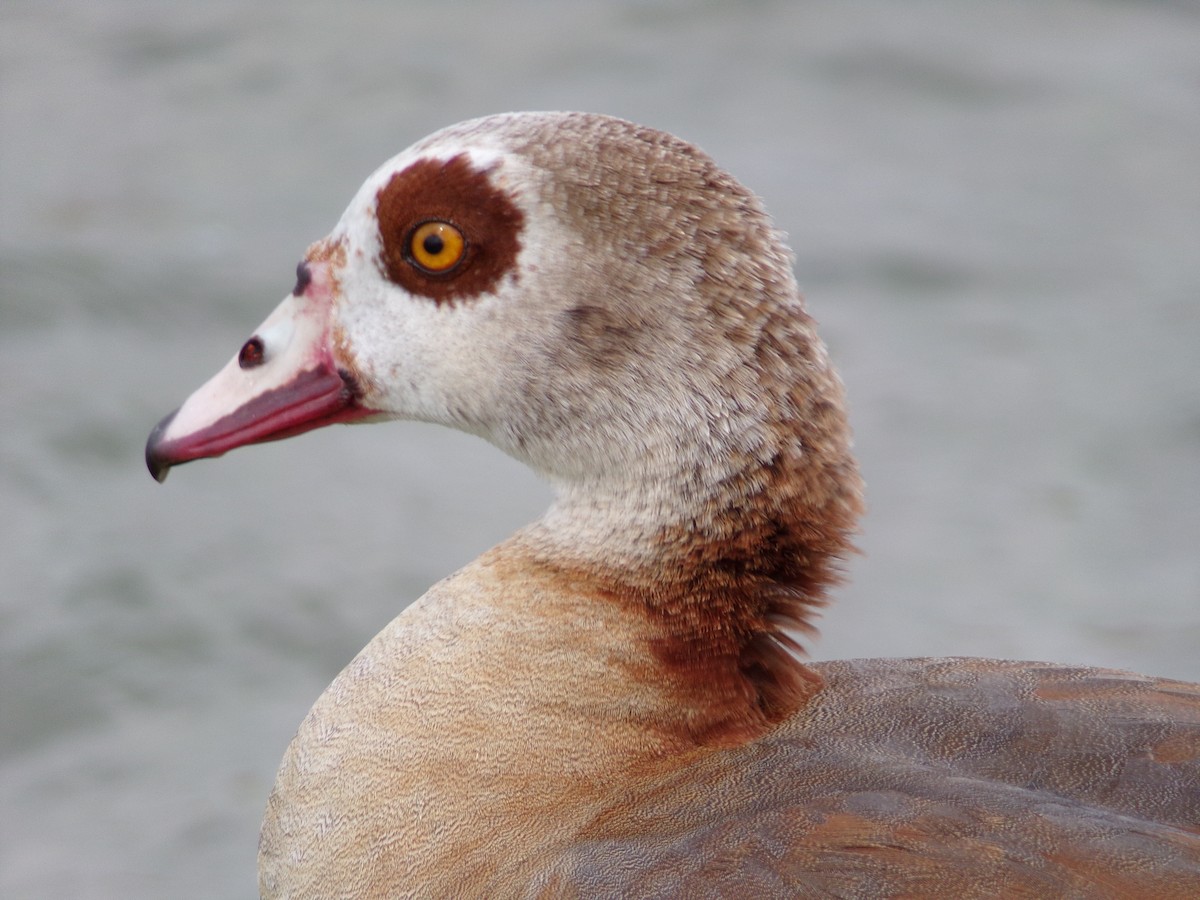 Egyptian Goose - Texas Bird Family