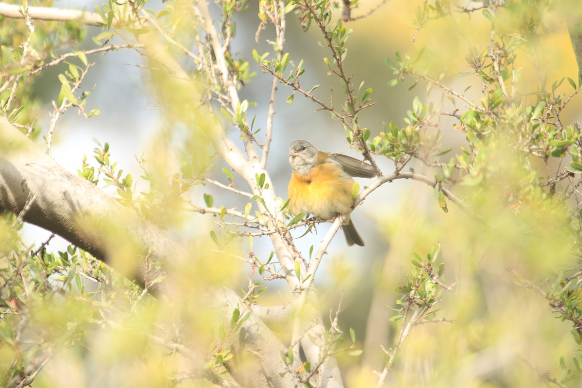 Gray-hooded Sierra Finch - Darwin Moreno