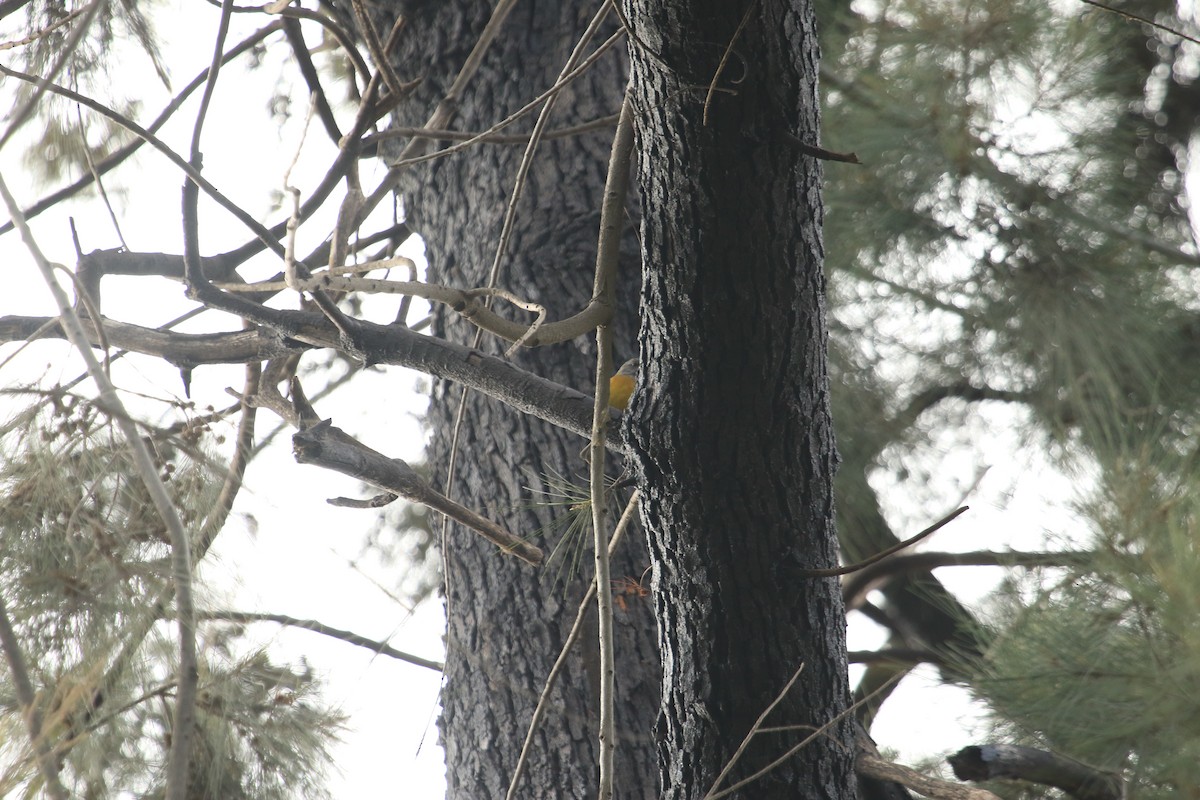 Gray-hooded Sierra Finch - ML619492891