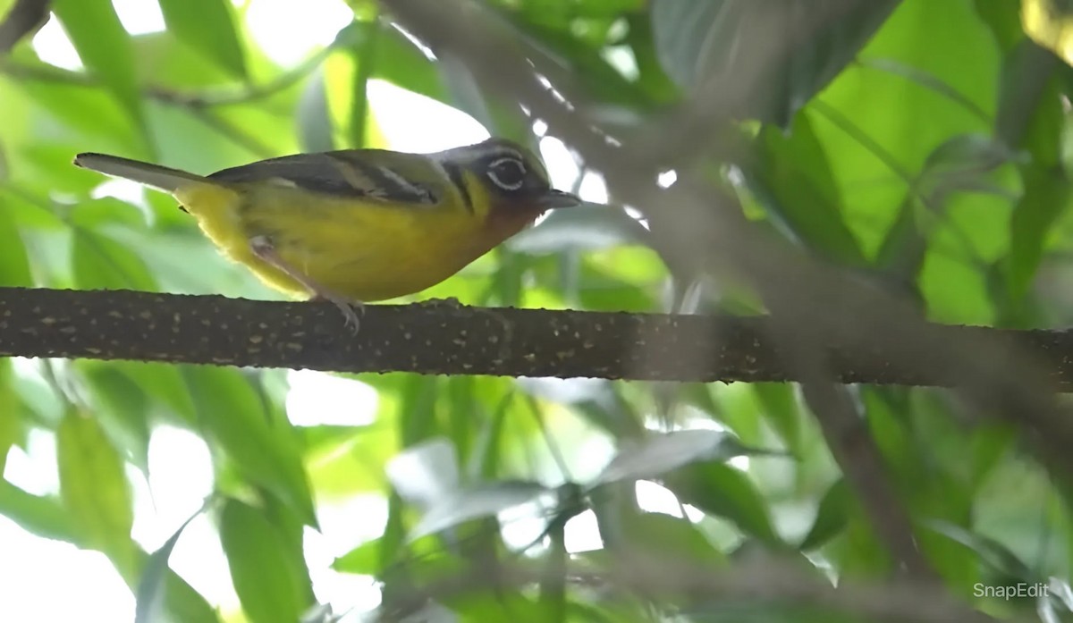 Black-eared Shrike-Babbler - Sourashis Mukhopadhyay